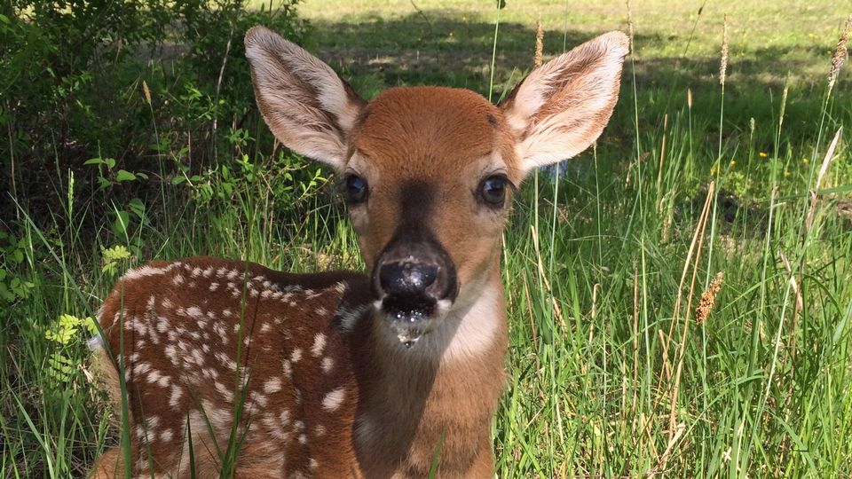 cucciolo di cervo dalla coda bianca