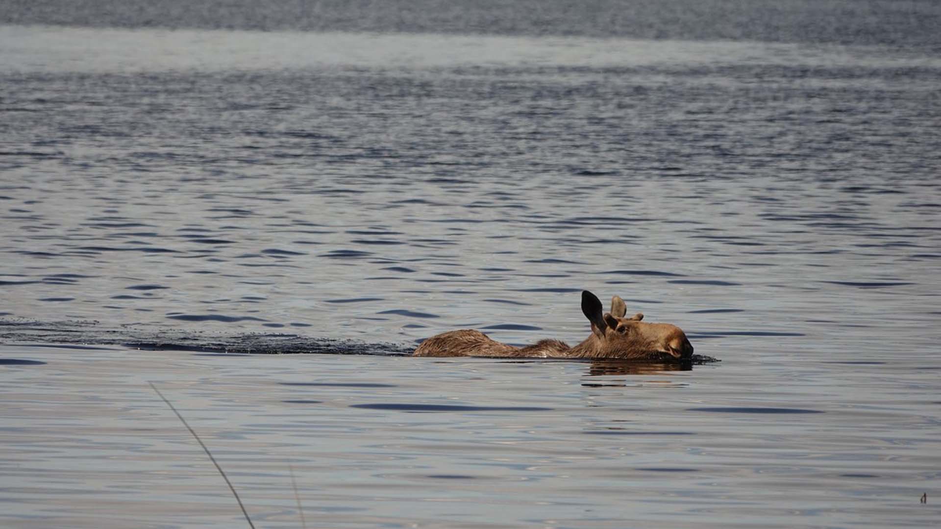 alce che nuota nel lago Pielinen in Finlandia