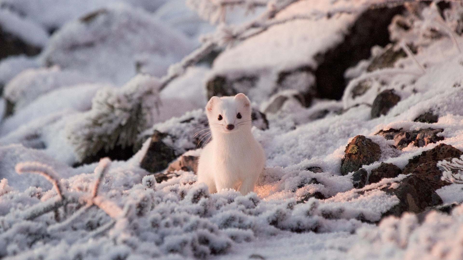 ermellino con il manto invernale