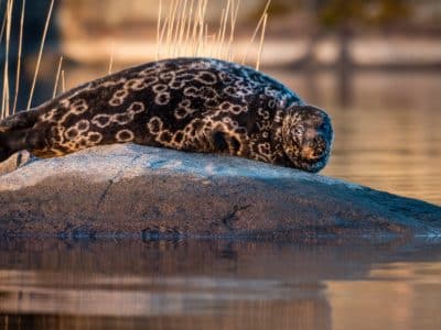 foca degli anelli di saimaa