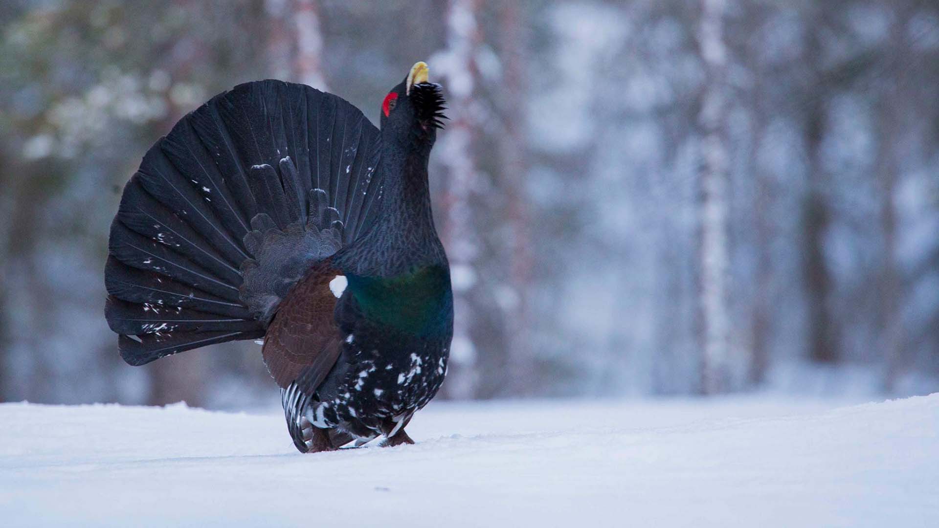 gallo cedrone nella neve gallo cedrone nella neve