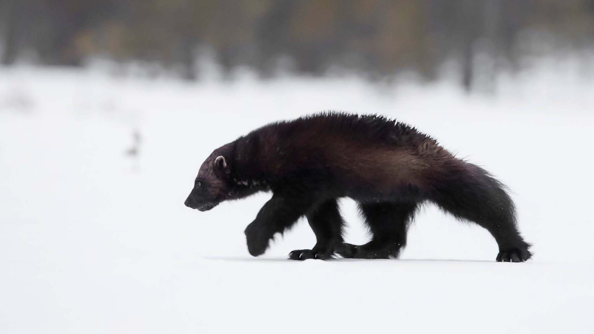 ghiottone nella neve ghiottone nella neve