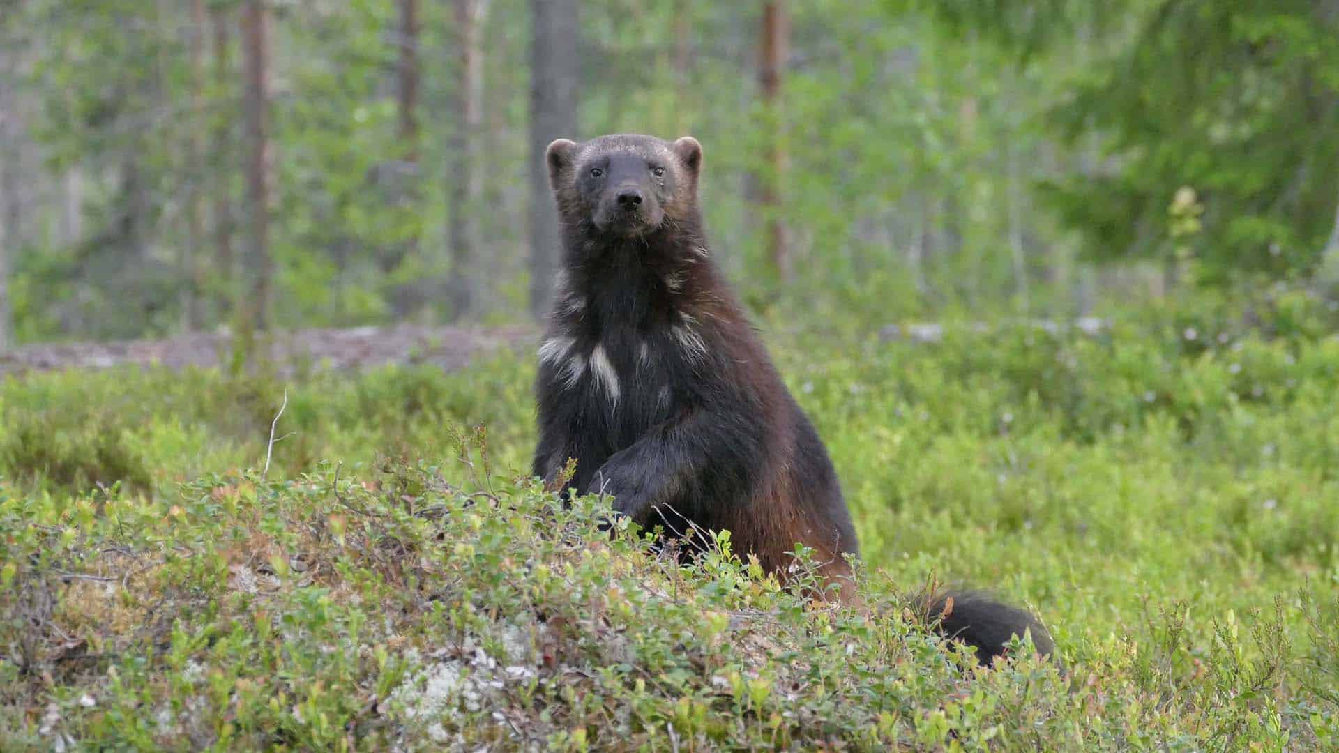ghiottone nella taiga di Martinselkonen
