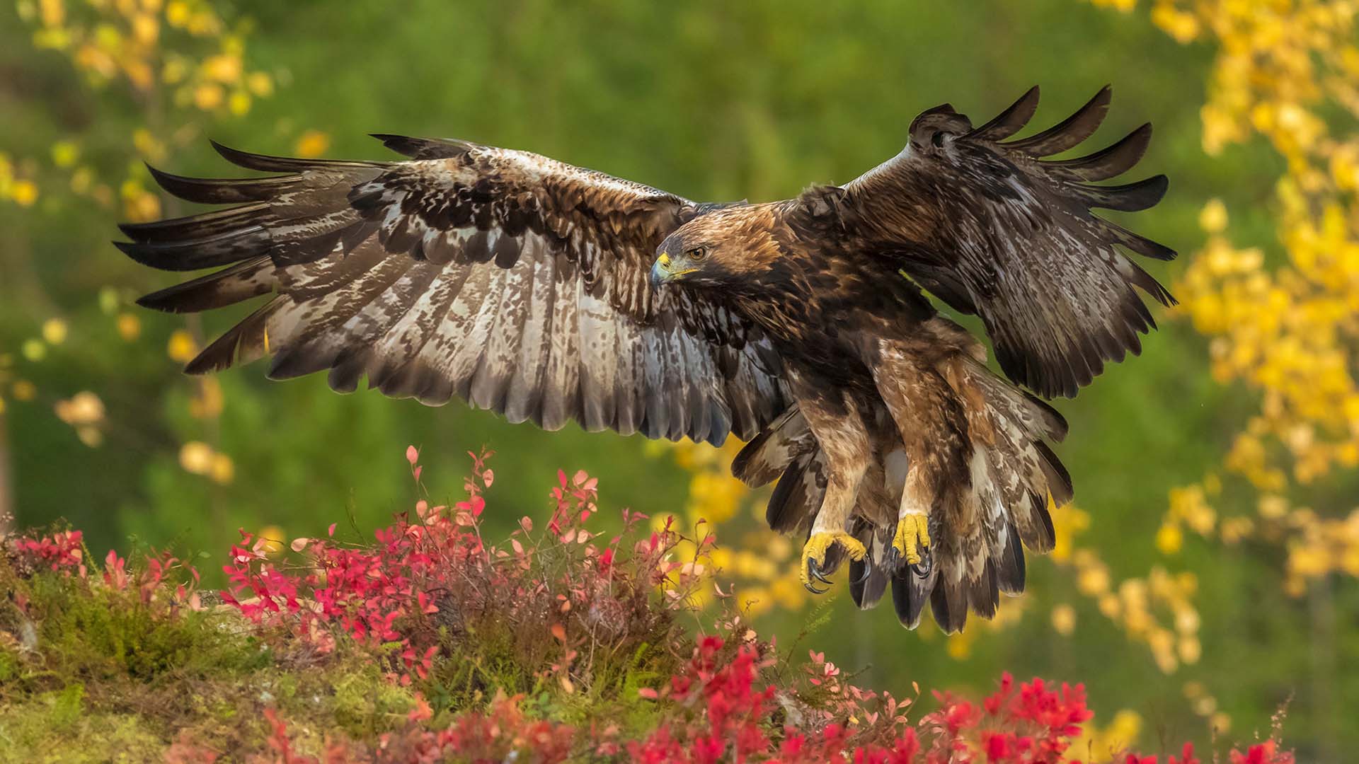 aquila reale finlandia