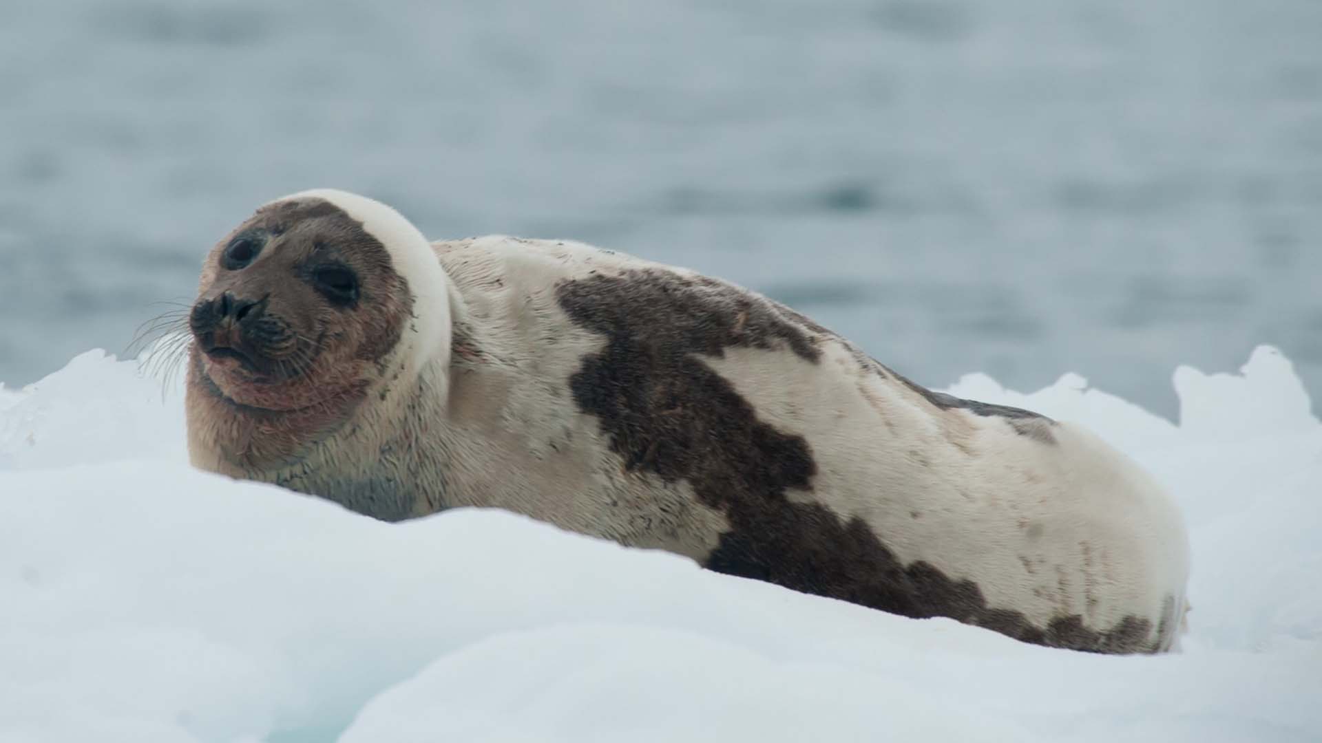 harp seal foca della groenlandia sulla banchisa