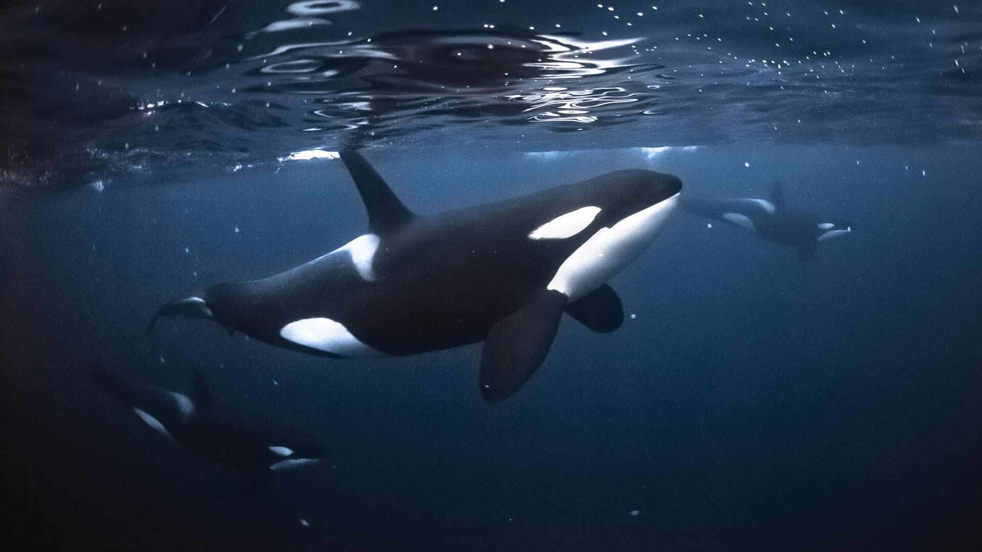 killer-whale orca marina
