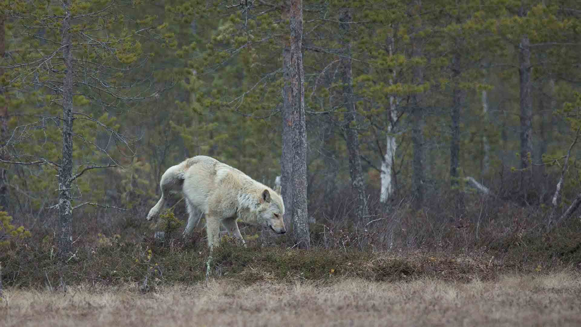 lupo grigio nella taiga di Martinselkonen