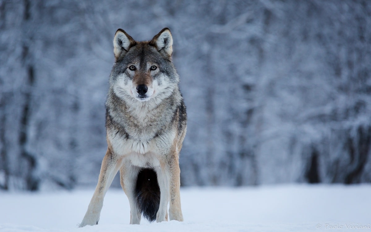 lupo norvegia lupo nella neve