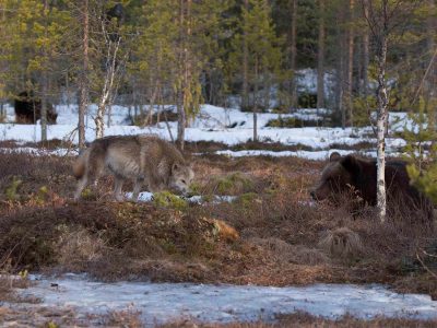 lupo + orso lupo e orso nella taiga al disgelo