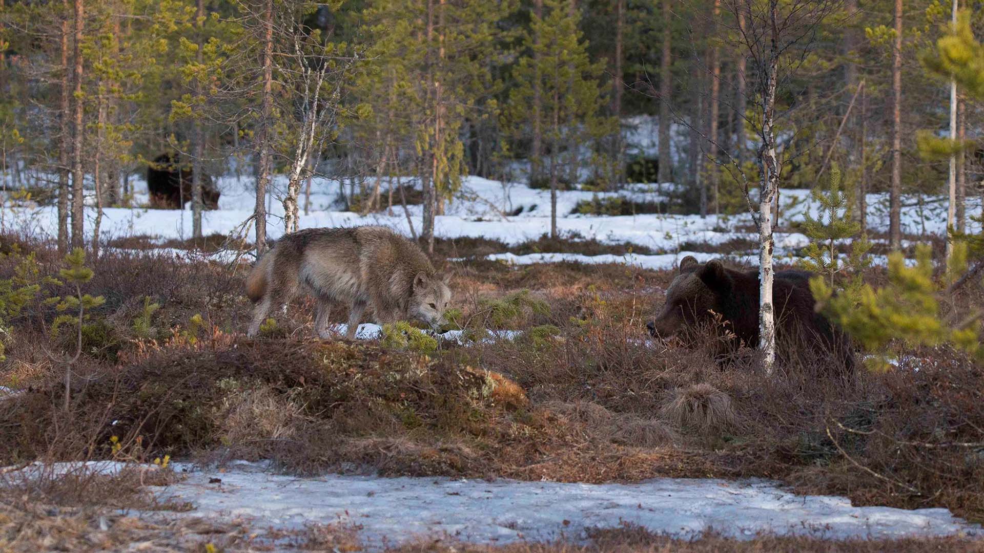 lupo e orso nella taiga al disgelo