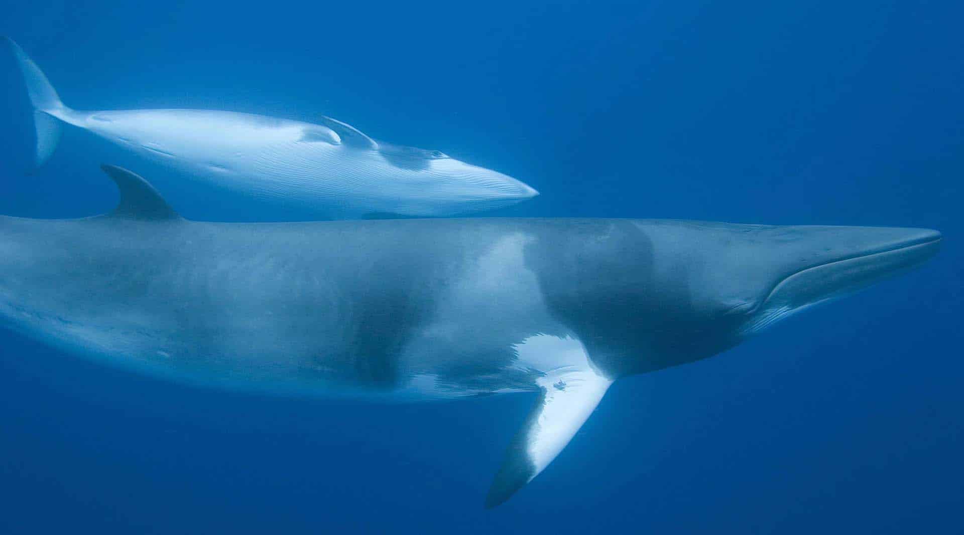 minke whale minke whale