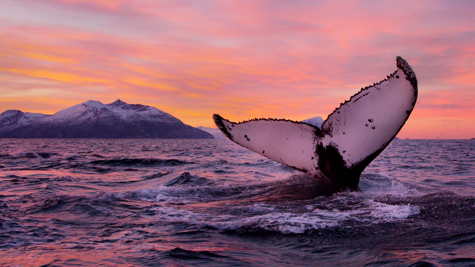 norway-wildlife-humpback-tail-whale coda di una balena con fiordo innevato sullo sfondo