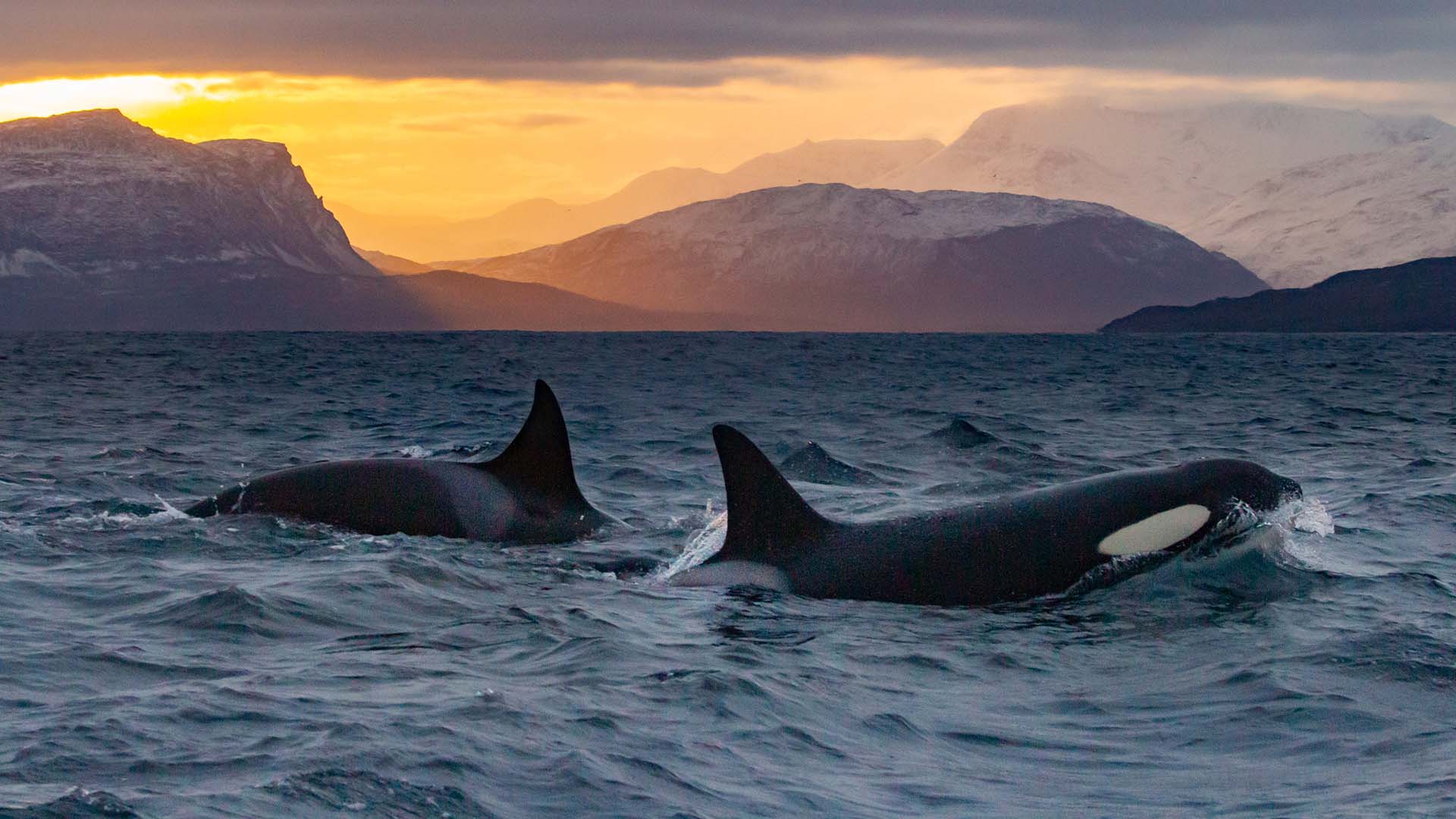 orca norvegia orche al largo dei fiordi norvegesi