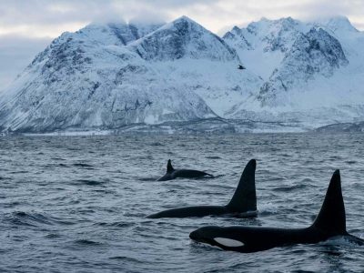 killer whales lofoten