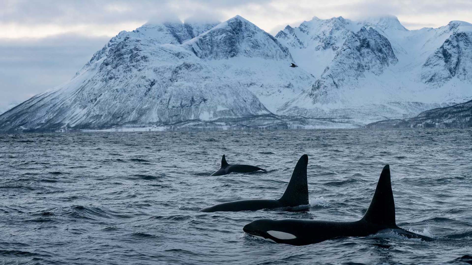 killer whales lofoten orche marine alle lofoten