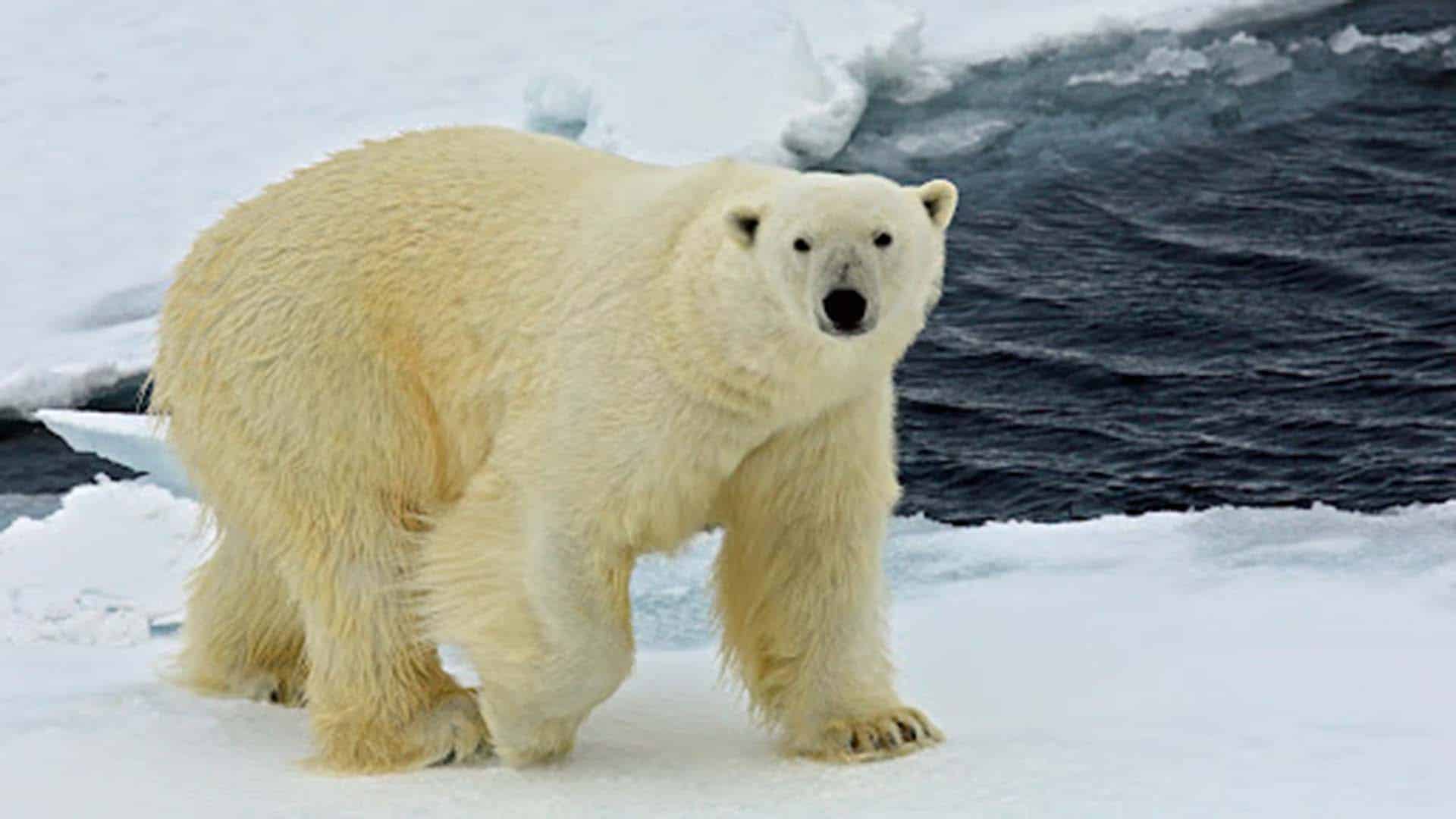 orso bianco svalbard orso bianco sulla banchisa