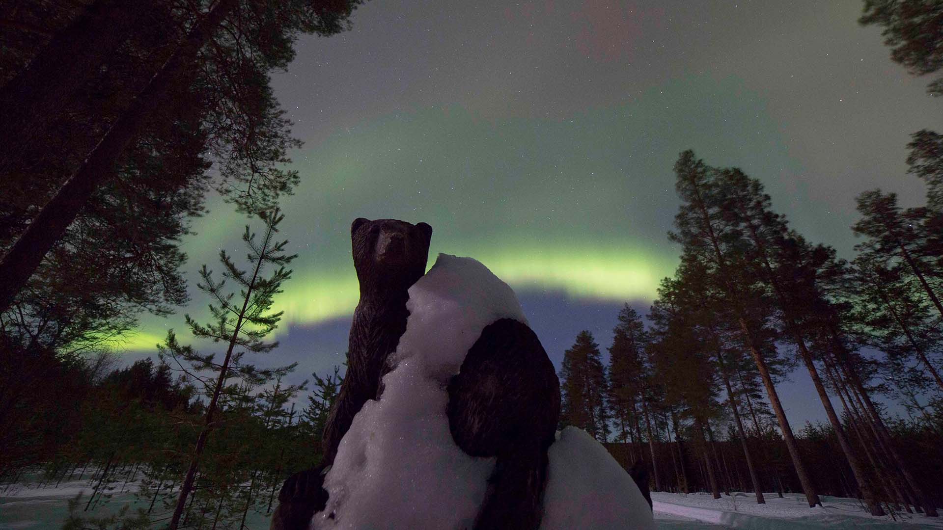 orso in piedi con l'aurora boreale sullo sfondo