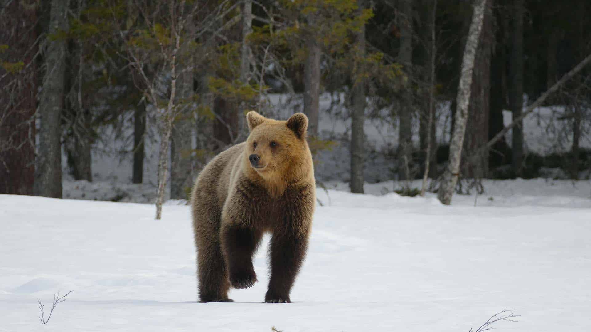 orso nella neve