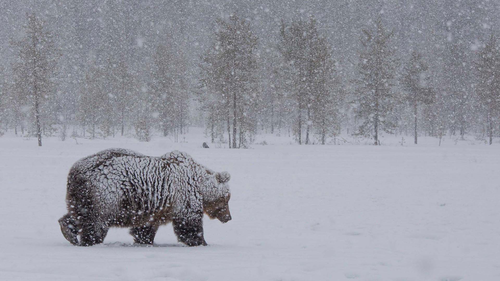 orso bruno sotto una forte nevicata