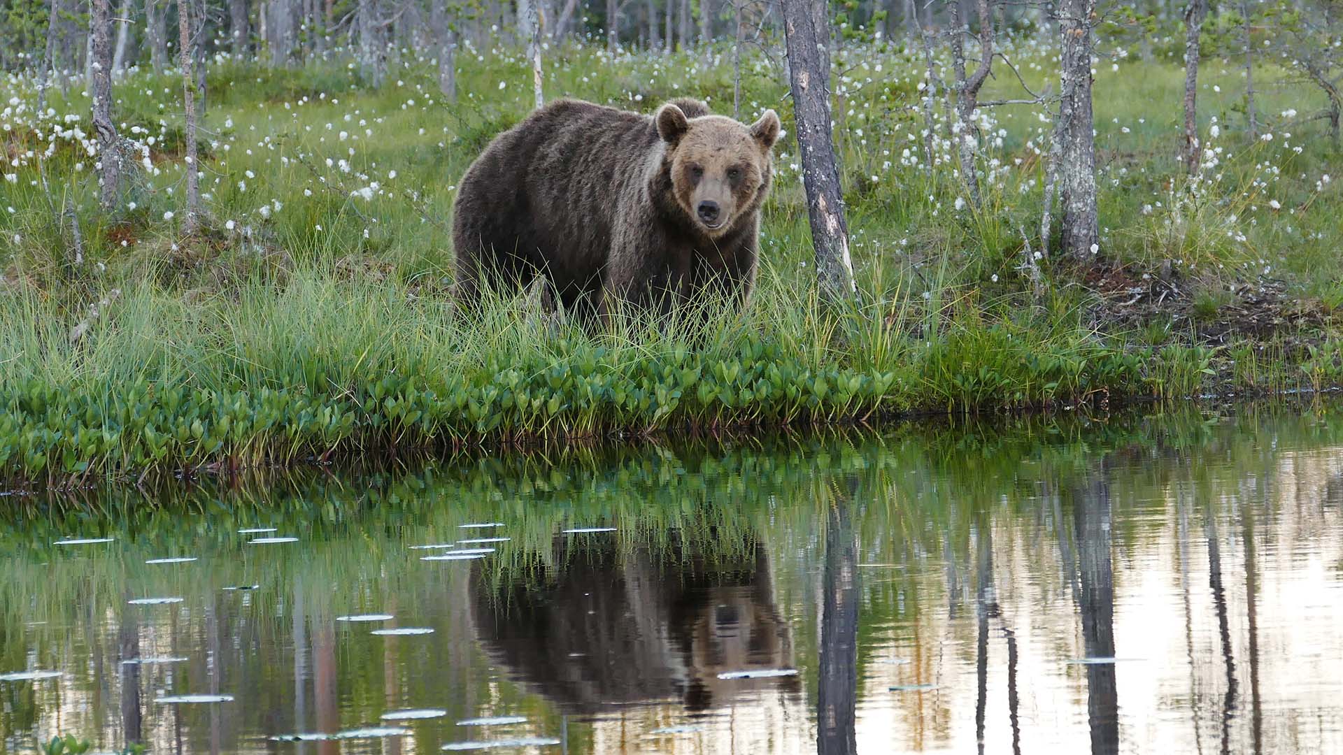 orso riflesso nell'acqua Martinselksoen orso riflesso nell'acqua