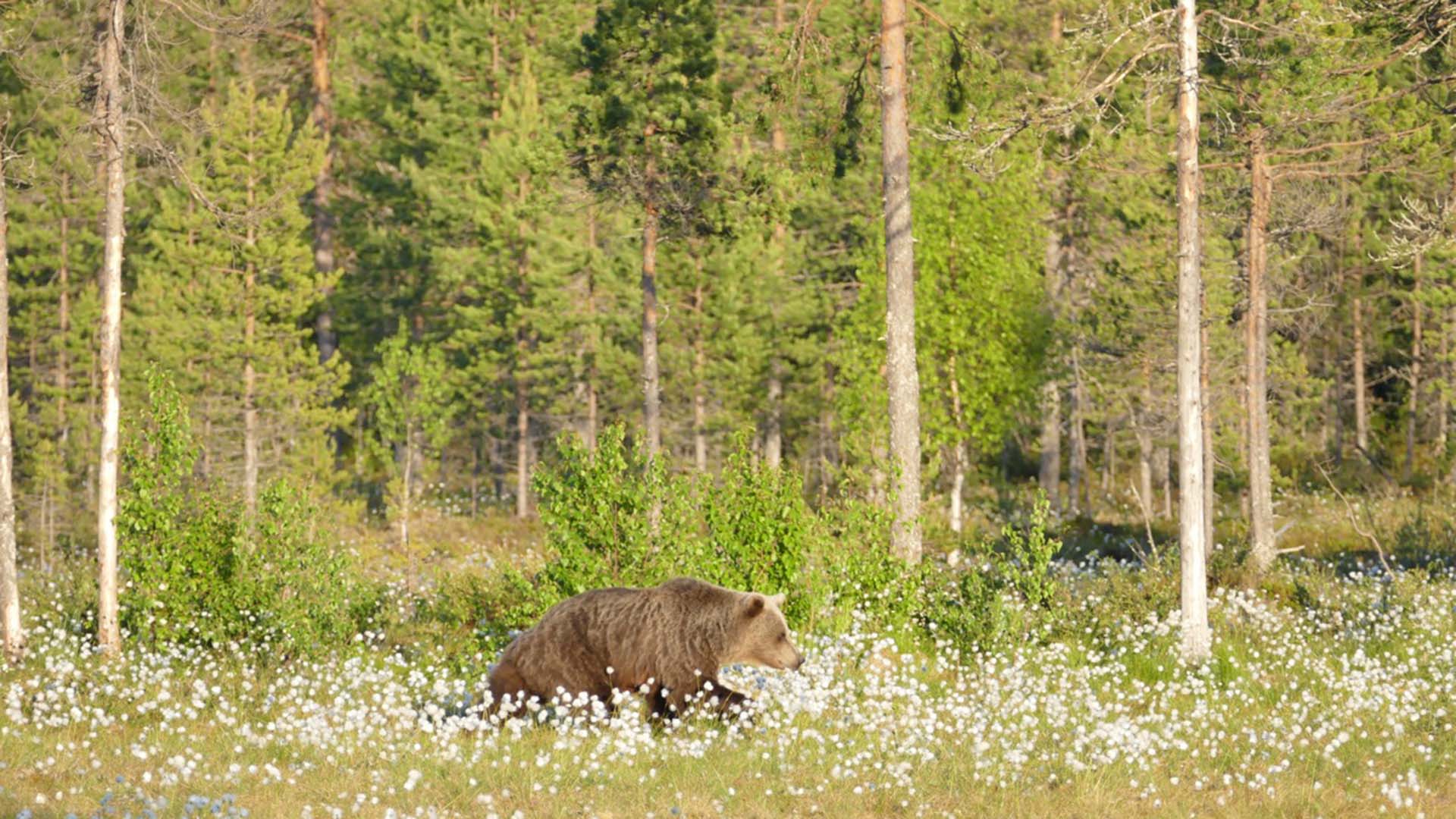 orso tra i fiori della taiga di Martinselkonen
