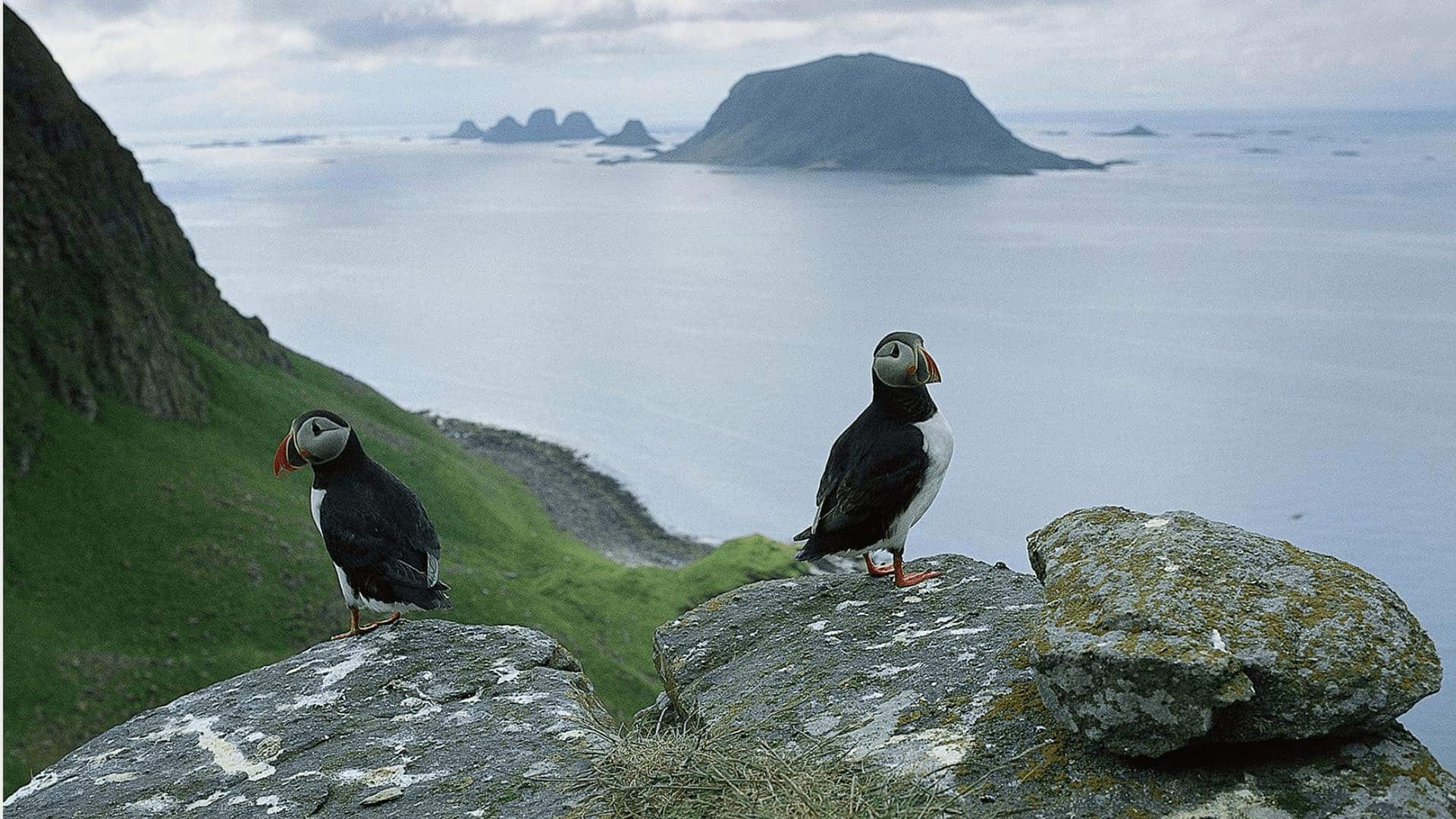 puffin røst island pulcinella di mare di fronte a Røst island