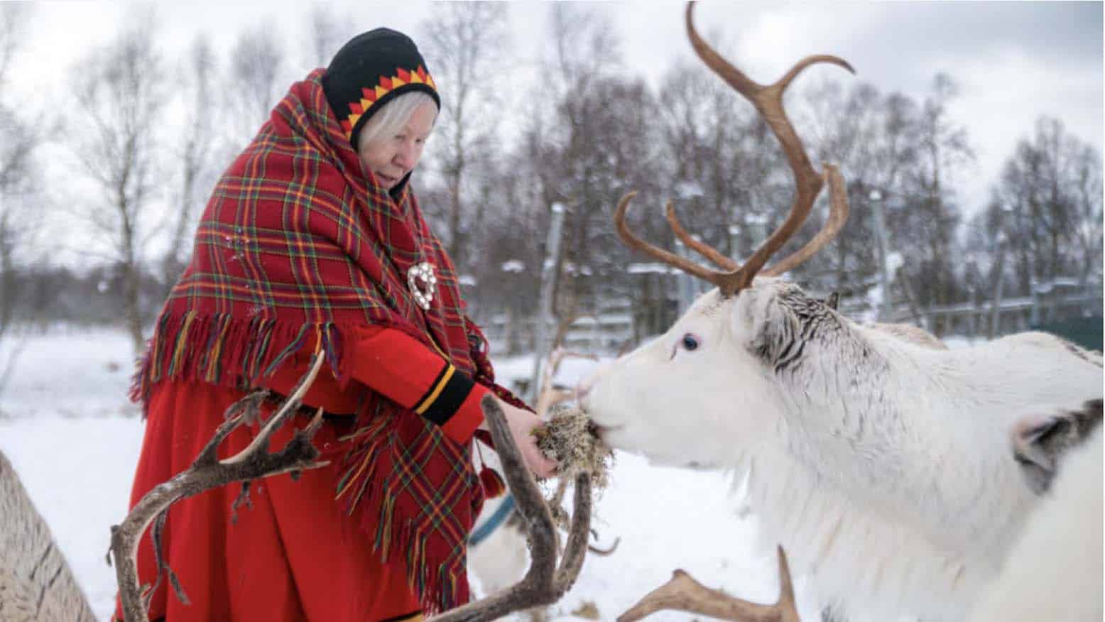 reindeer village lofoten donna anziana nutre una renna alle Lofoten in inverno
