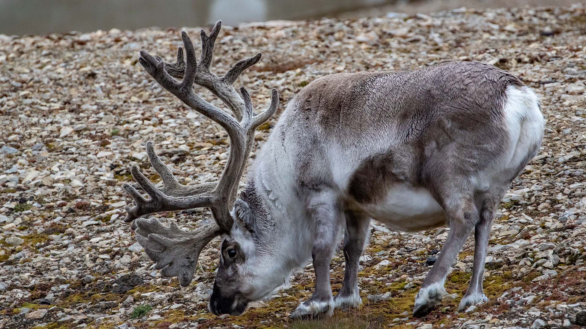 renna delle svalbard