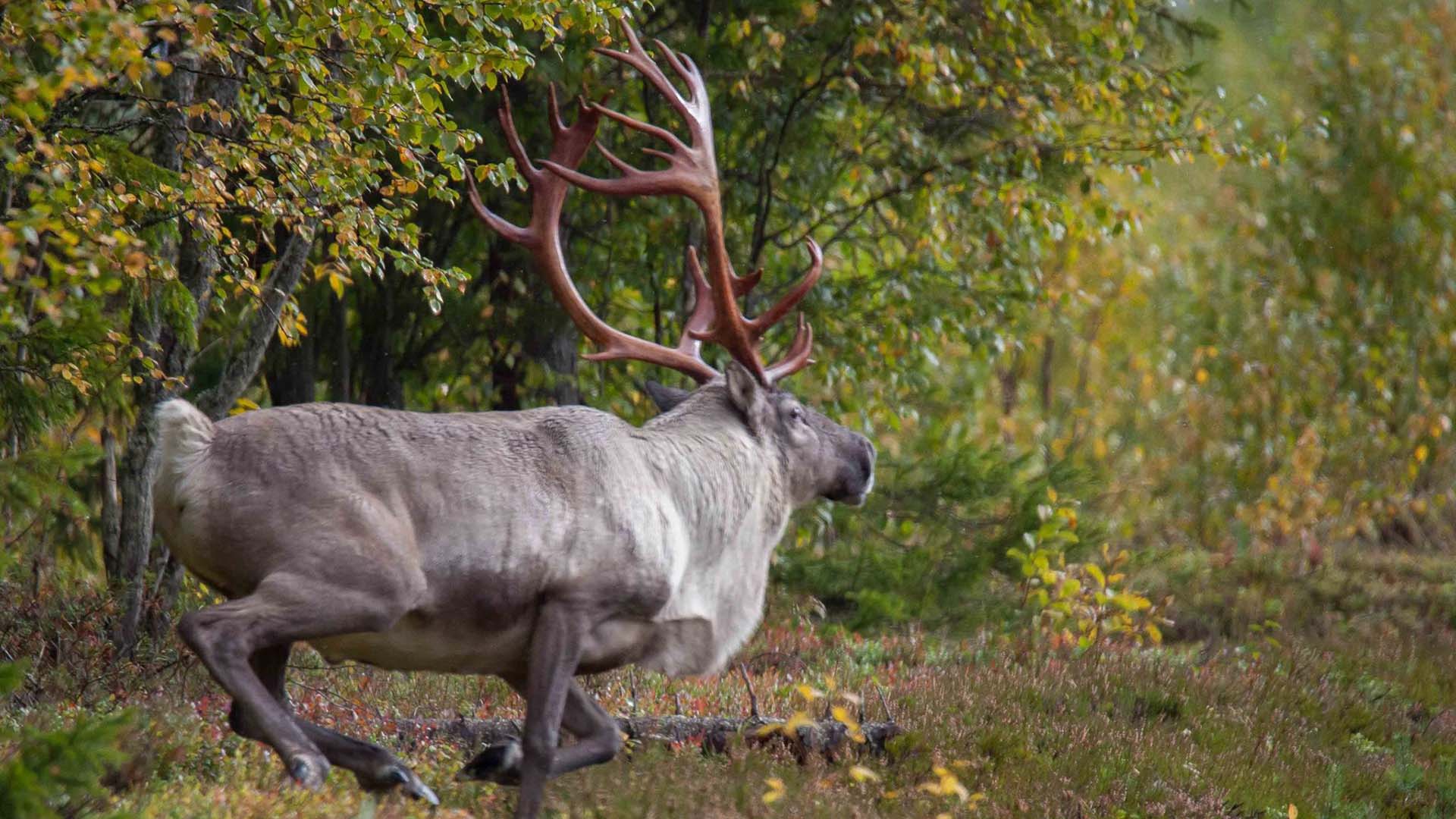 renna renna che corre nella taiga