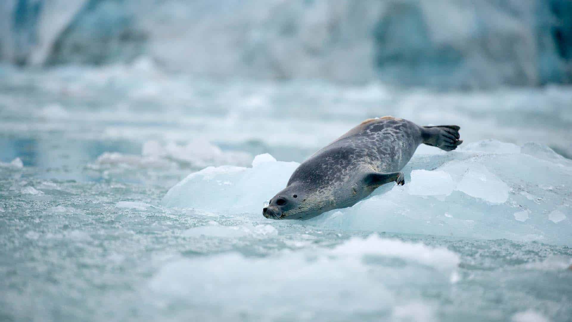ringed seal svalbard Foca dagli anelli sul ghiaccio a pelo d'acqua
