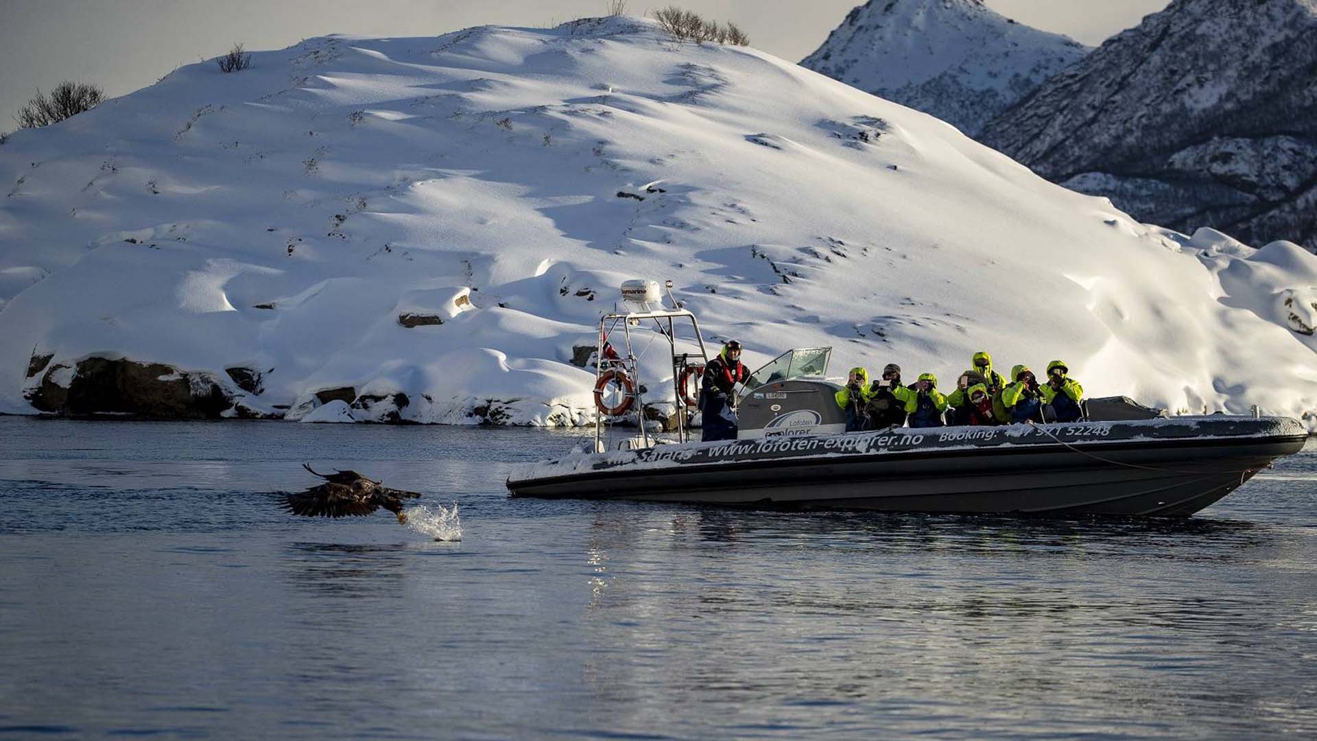 sea eagle rib safari lofoten aquila di mare vicino ad una barca durante un rib safari alle Lofoten