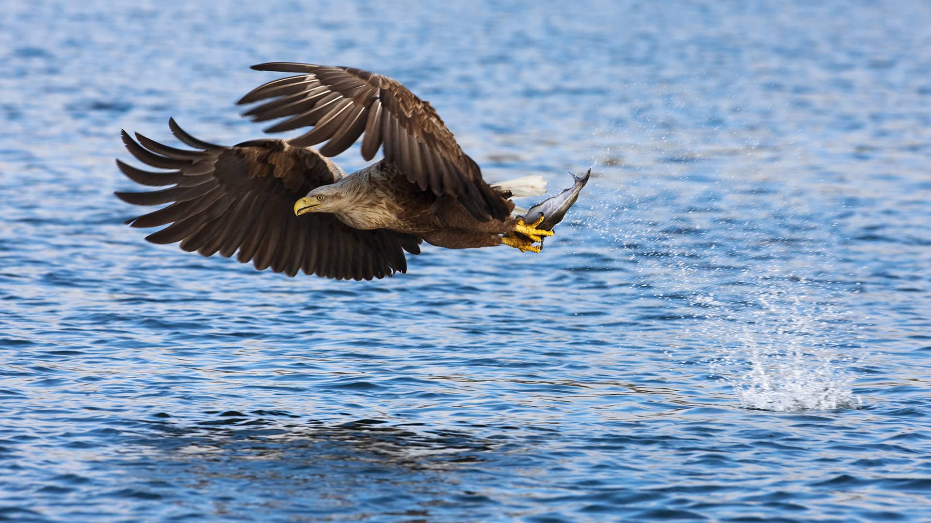 sea eagle safari trollfjord lofoten Tour Svolvær, Isole Lofoten