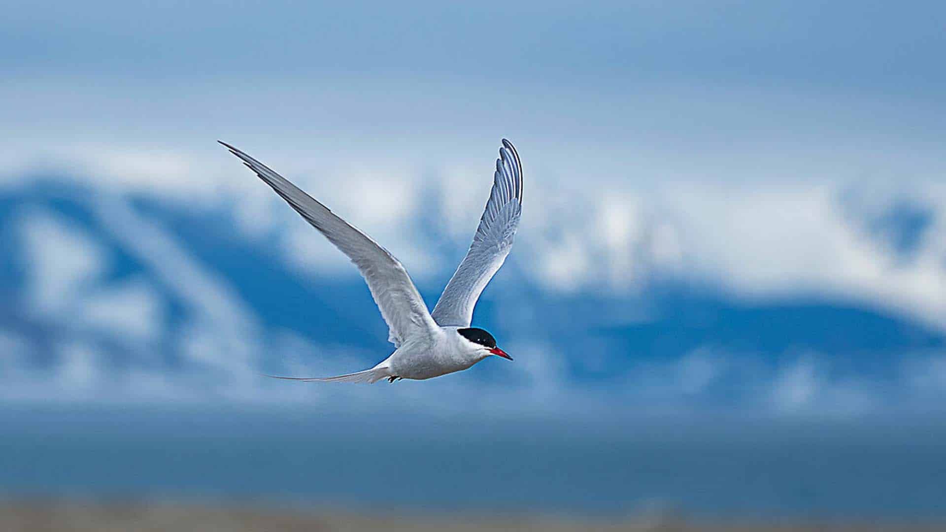 sterna artica sterna artica