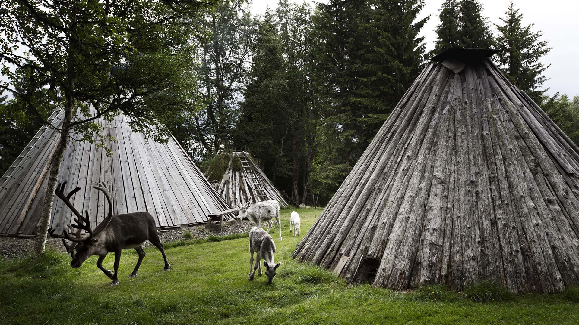 villaggio Sami renne tra le tende di un villaggio sami