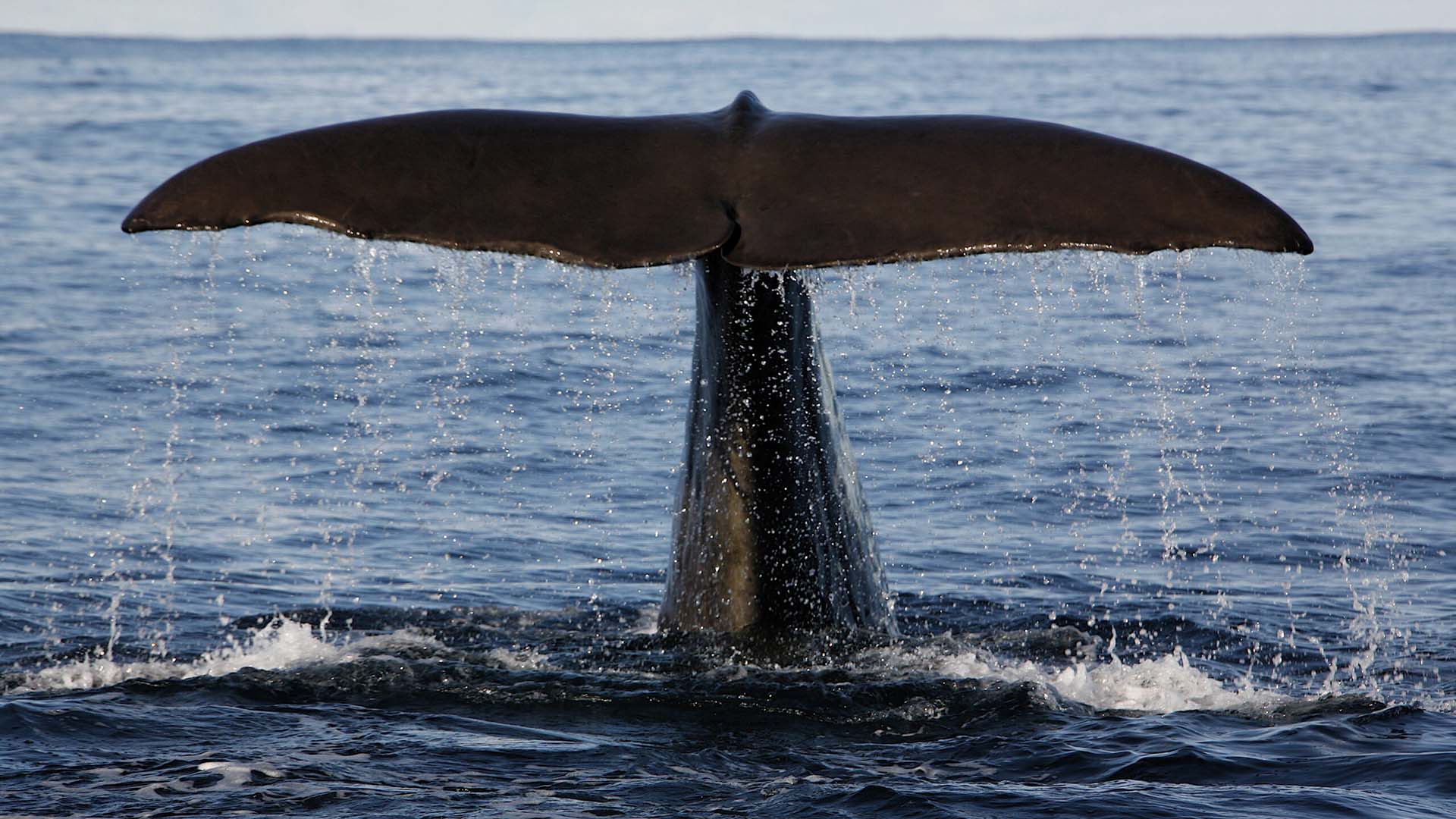 whale watching andenes coda di balena fuori dall'acqua ad andenes, vesterålen