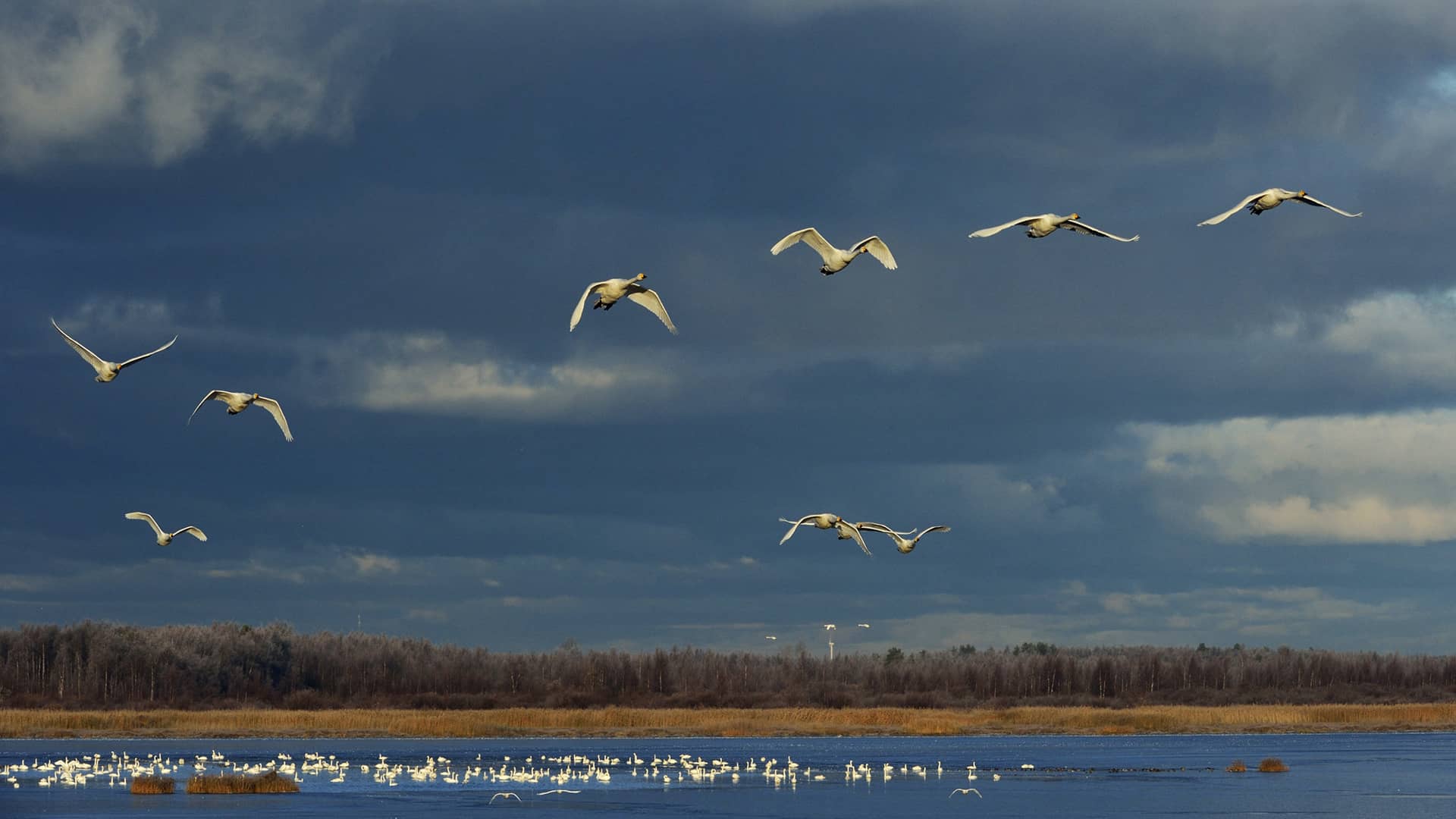 cigni selvatici in volo sul lago