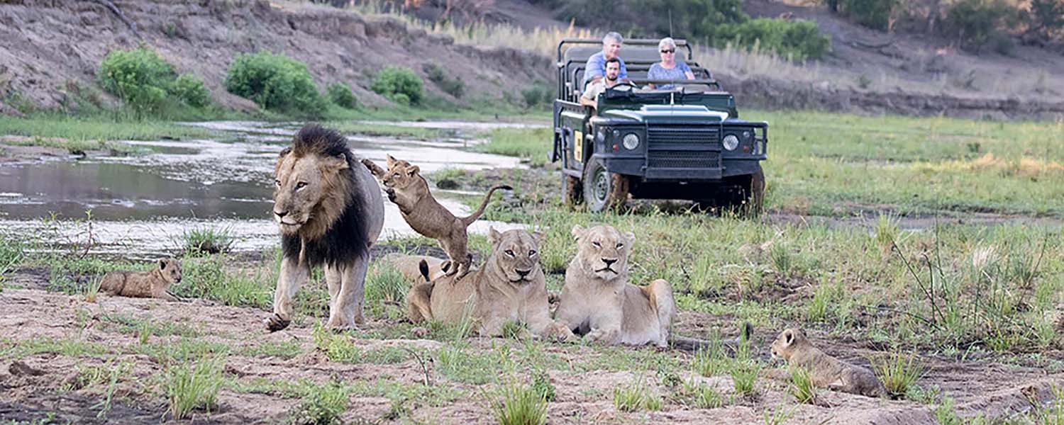 banner classic safari jeep vicino ad una famiglia di leoni