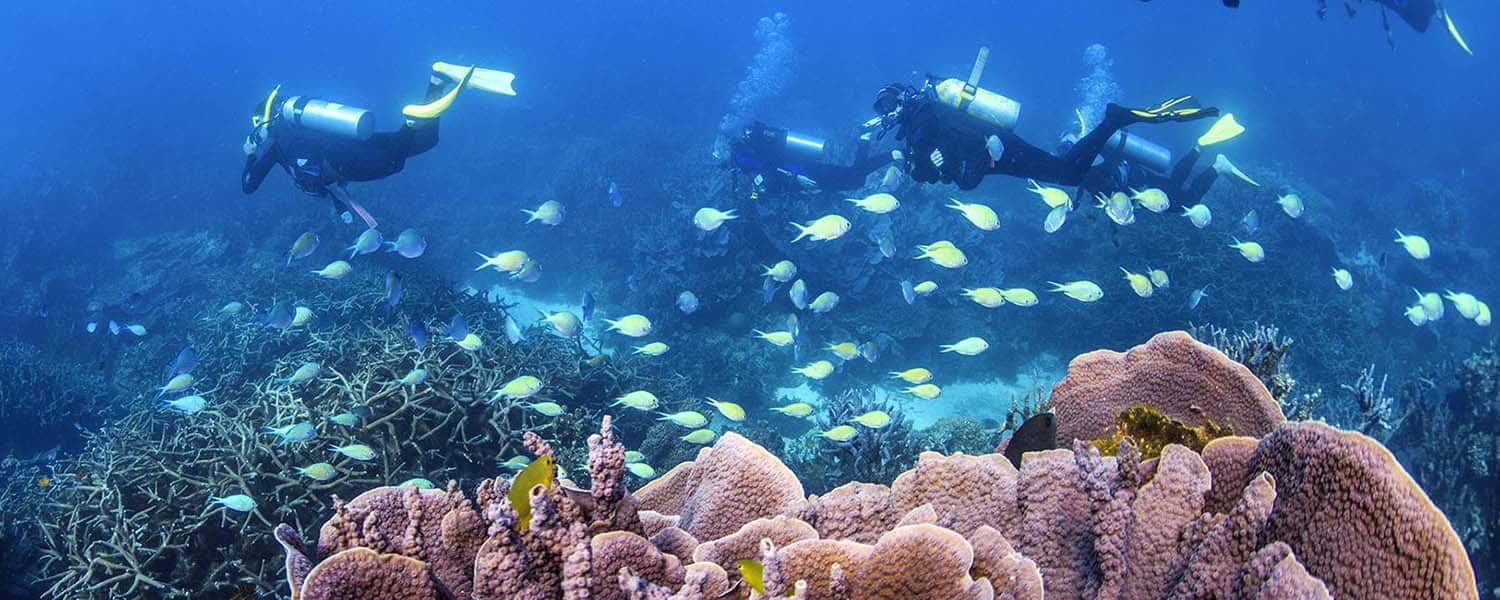 banner diving subacquei e barriera corallina