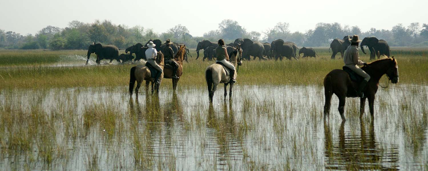 banner safari a cavallo safari a cavallo nell'okavango con mandria di elefanti