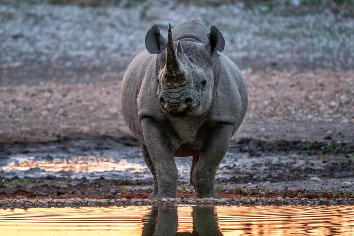 black rhino etosha Rinoceronte nero