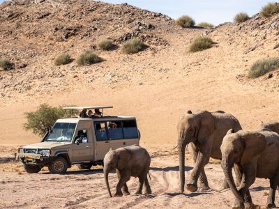 elefanti del deserto twyvelfontein