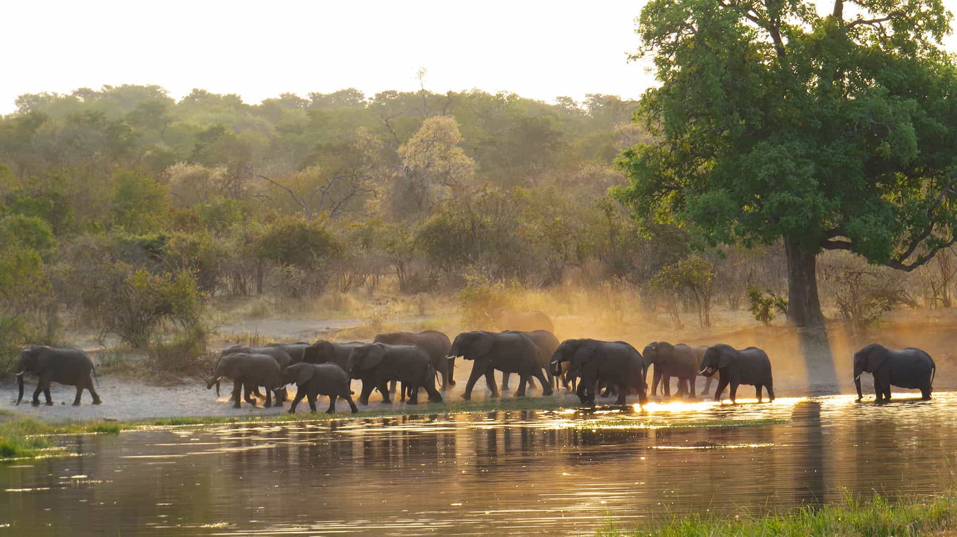 mamili national park namibia elefanti lungo il fiume nel mamili national park