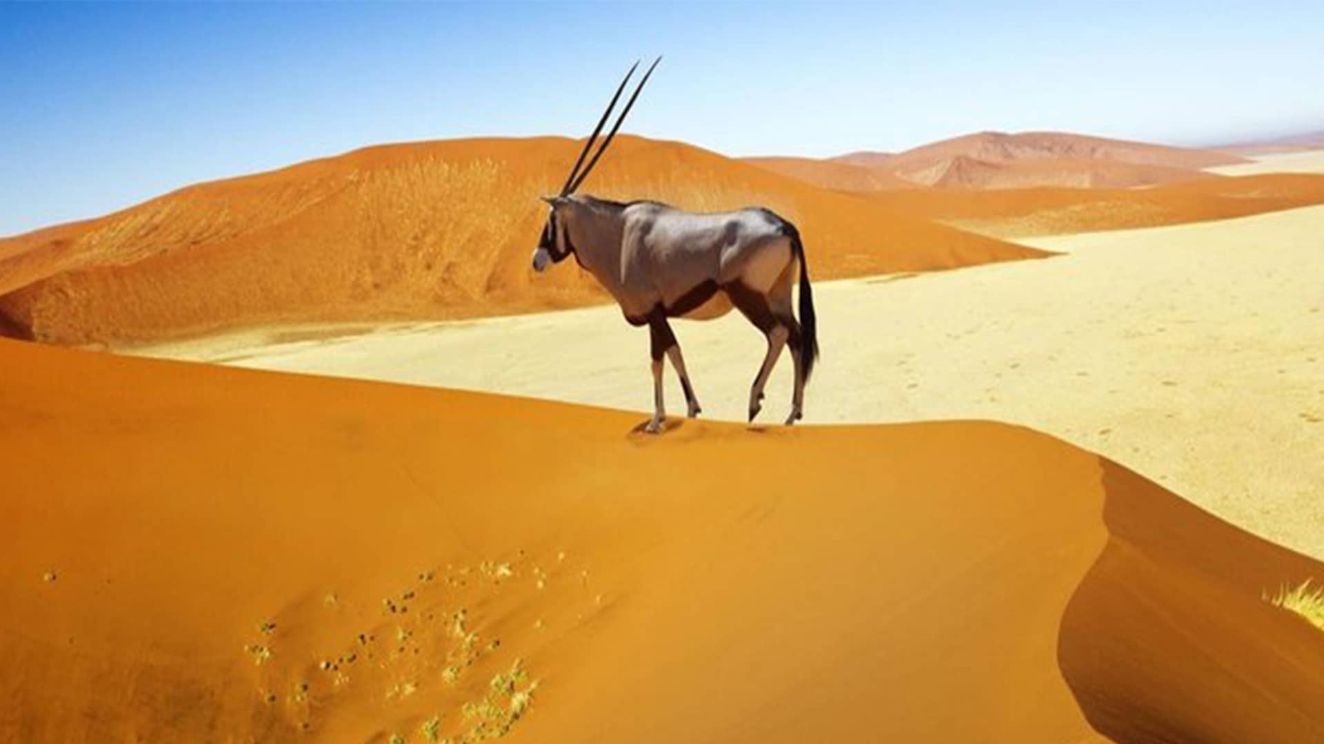 wildlife-oryx-dunes-desert-sossusvlei-namibia orice sulle dune del namib