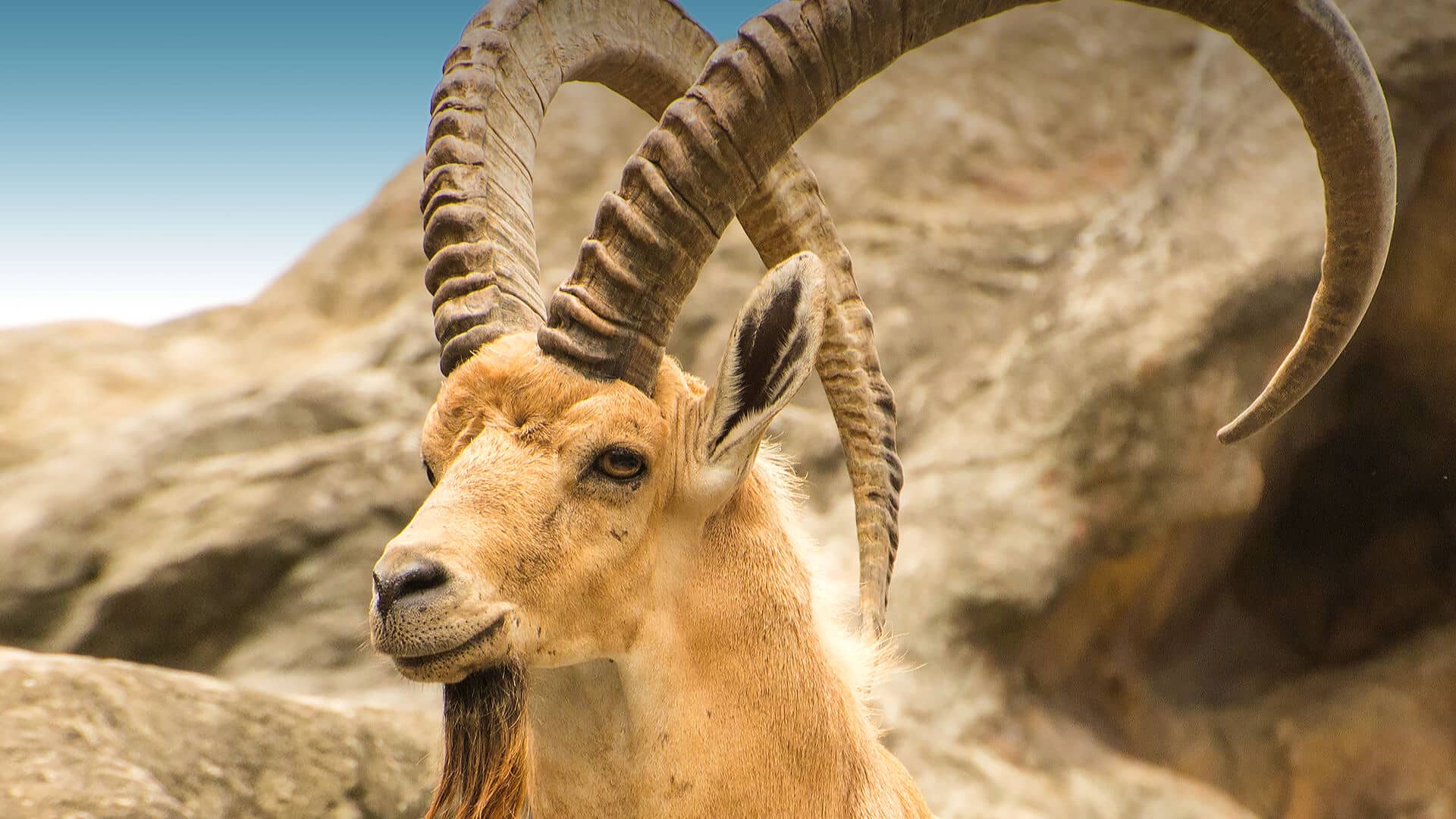 Nubian_Ibex_Wadi_Rum stambecco nubiano