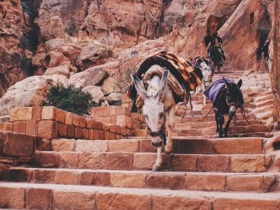 donkey petra giordania