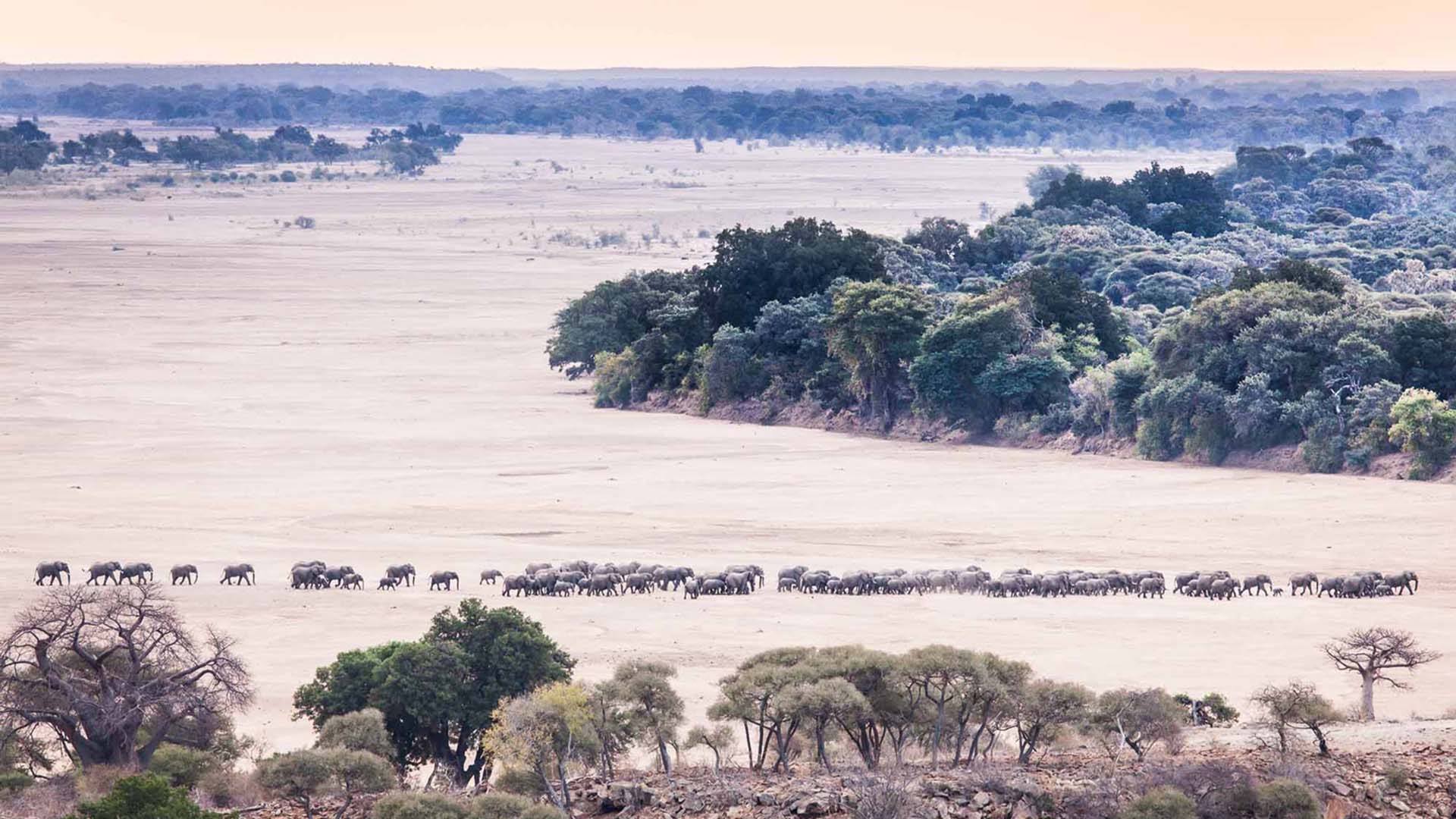 Mapungubwe National Park - South Africa elefanti al confine tra botswana e sudafrica
