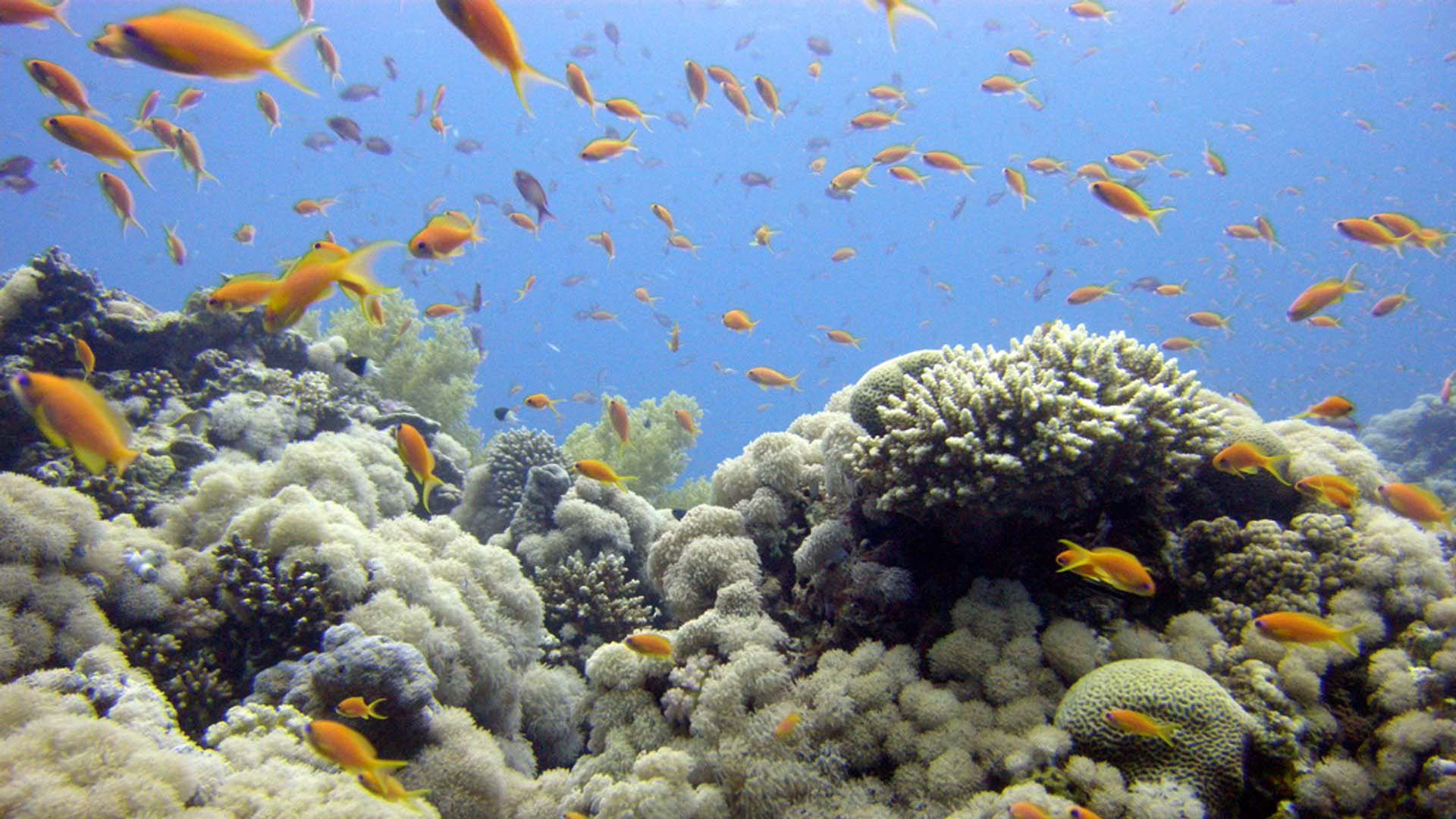 jordan-aqaba-diving pesci di barriera corallina ad aqaba