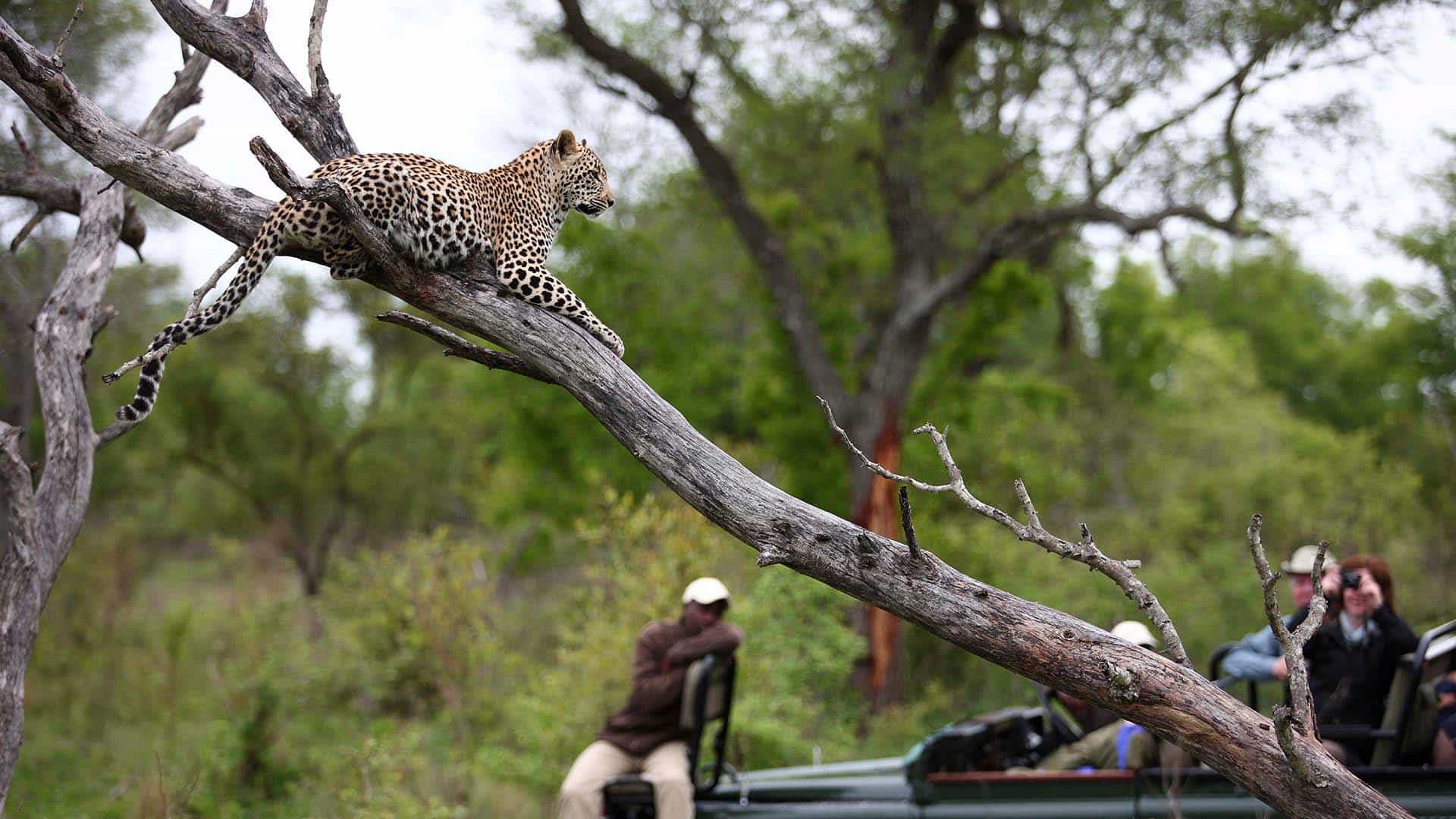 sabi_sands_leopard_safari leopardo su un albero a sabi sands