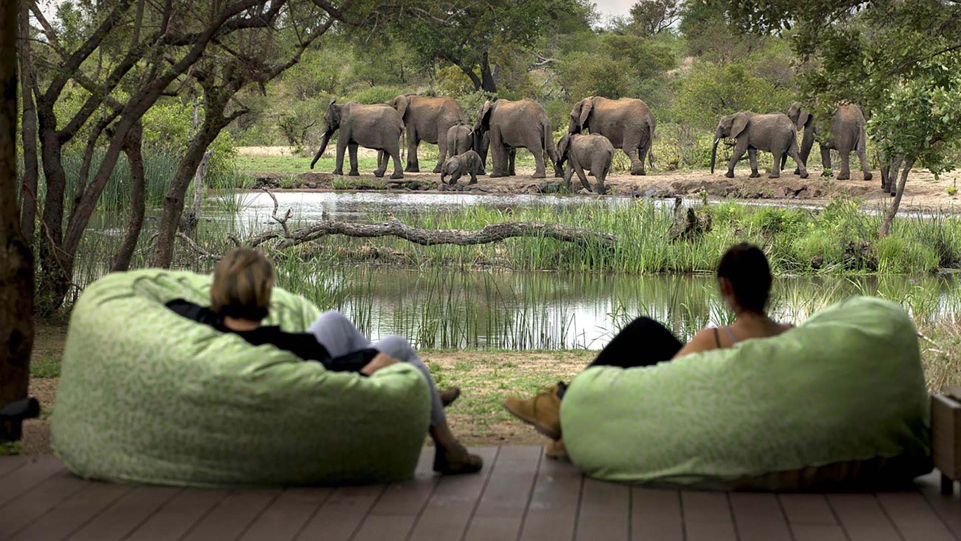 tanda tula timbavati game reserve ospiti del tanda tula a timbavati seduti in veranda ad ammirare elefanti davanti alla pozza
