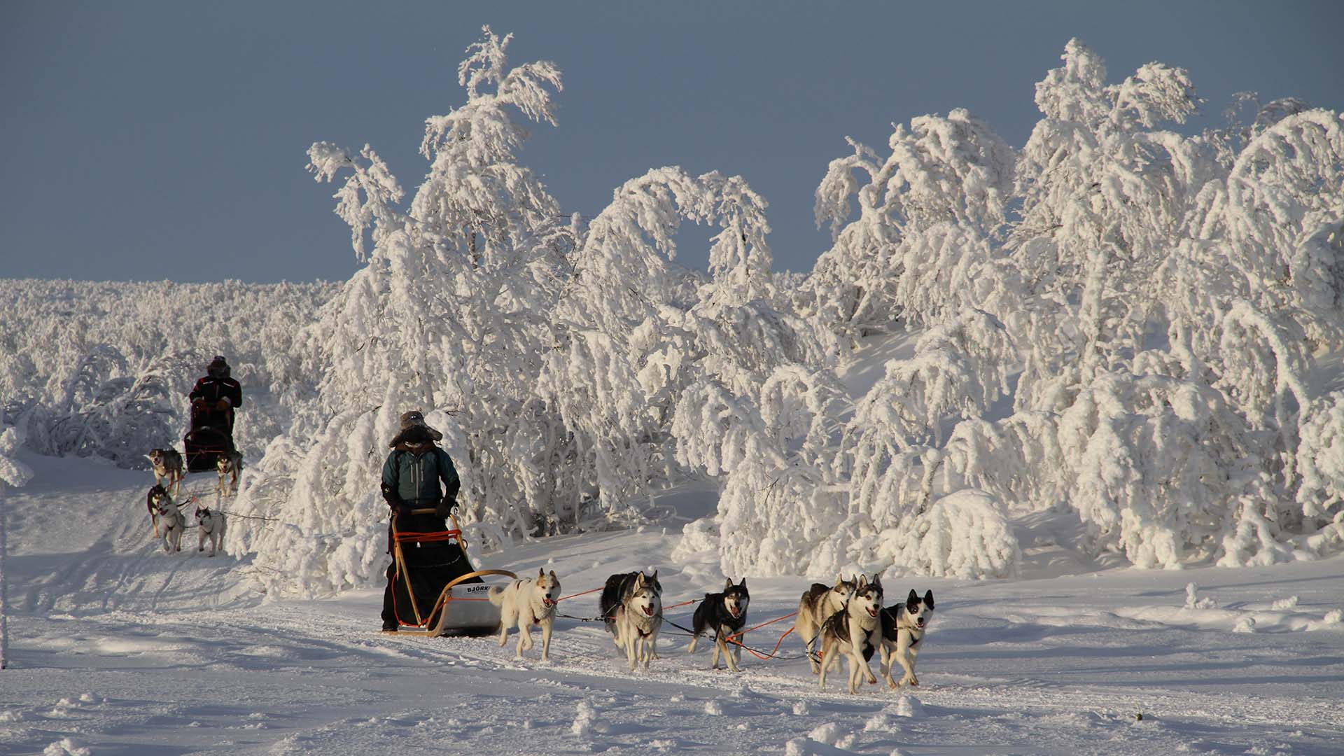 husky safari e alberi ricoperti di neve husky safari con betulle ricoperte di neve